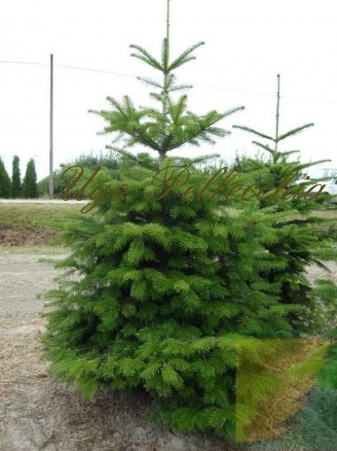 ABIES-NORDMANNIANA-470x627