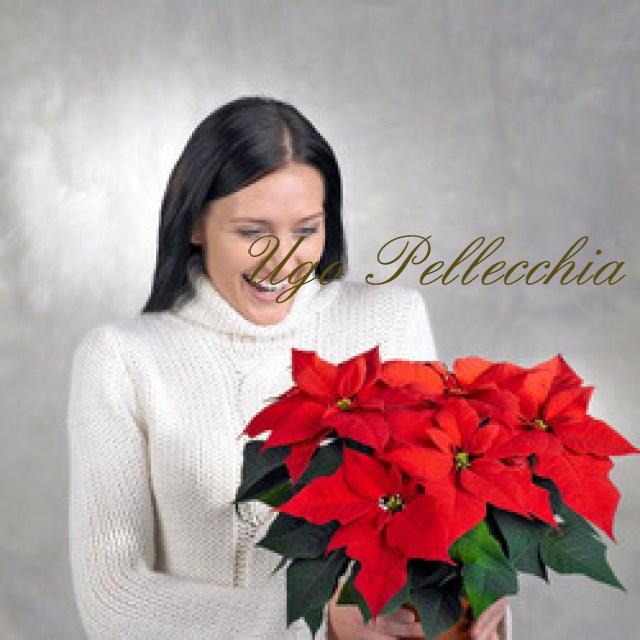 poinsettia-25